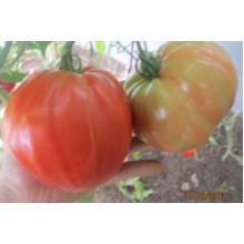 Редкие сорта томатов Красное Масляное Сердце